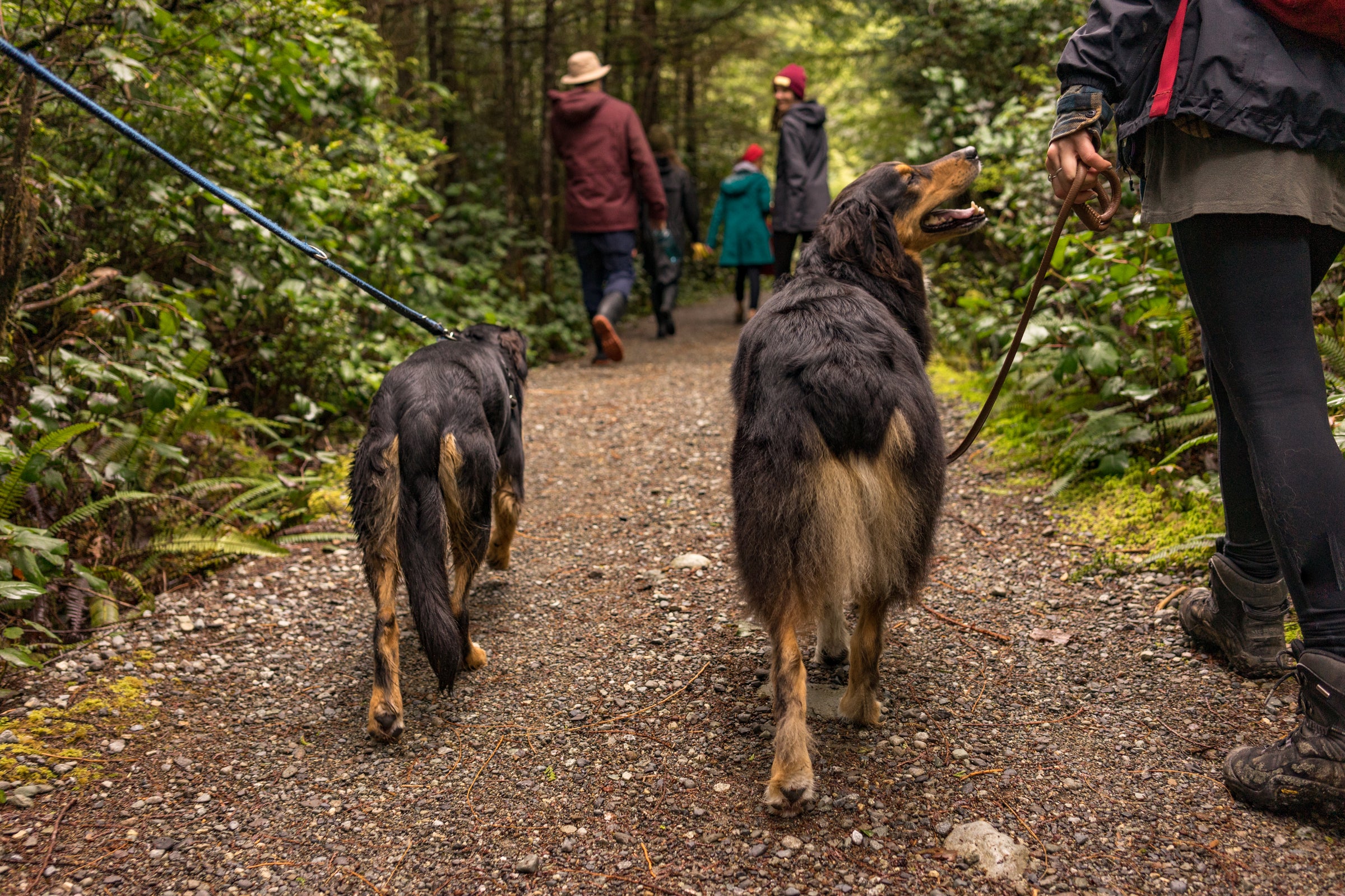 Two happy dogs on a forest trail